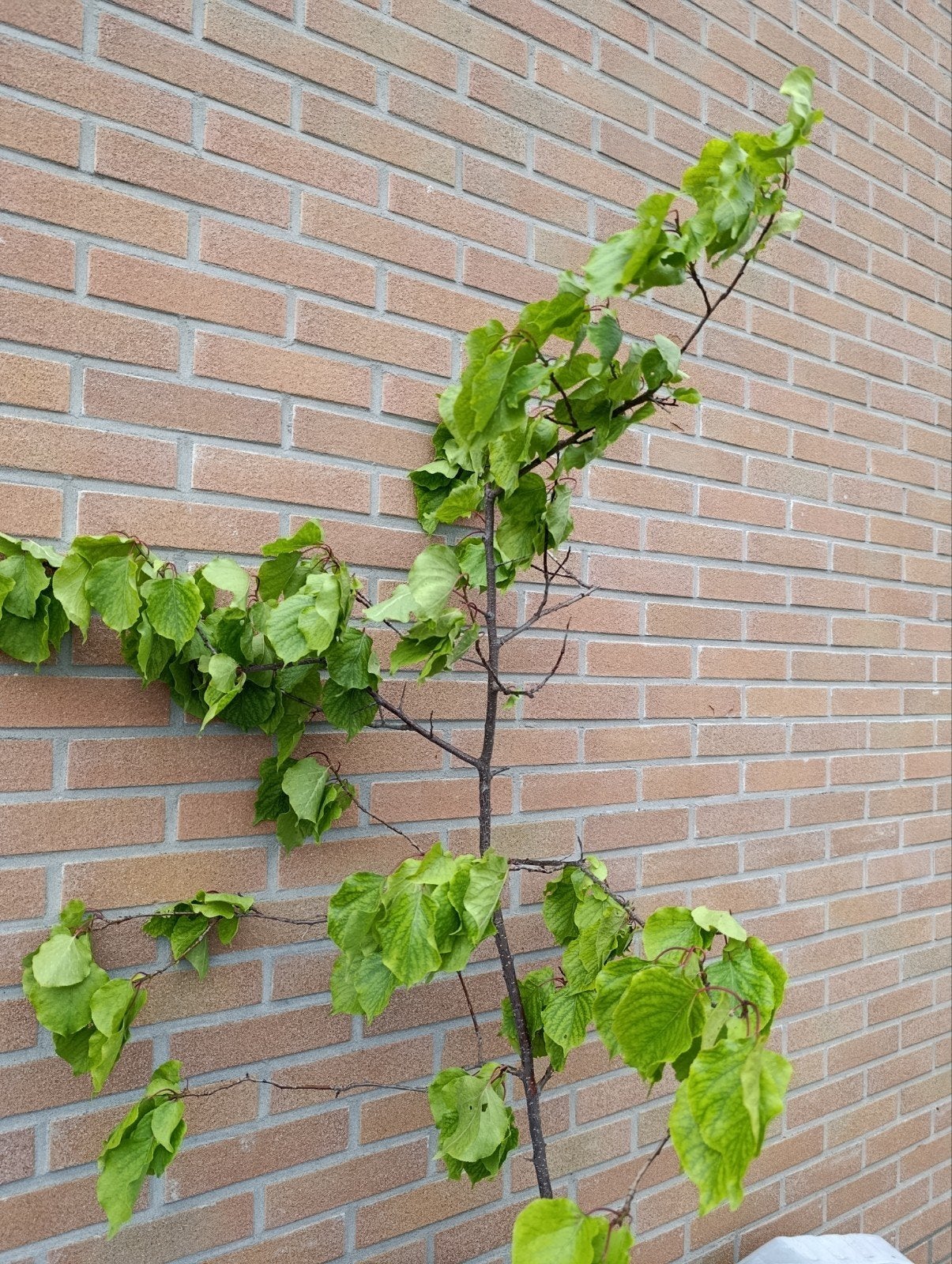 Abrikozen boom, Ophalen of Verzenden, Bloeit niet, Volle zon, Overige soorten