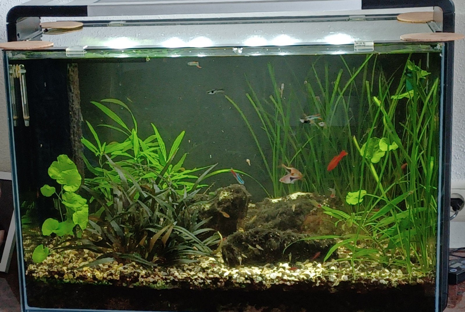Compleet tropisch aquarium., Ophalen, Zo goed als nieuw, Gevuld zoetwateraquarium
