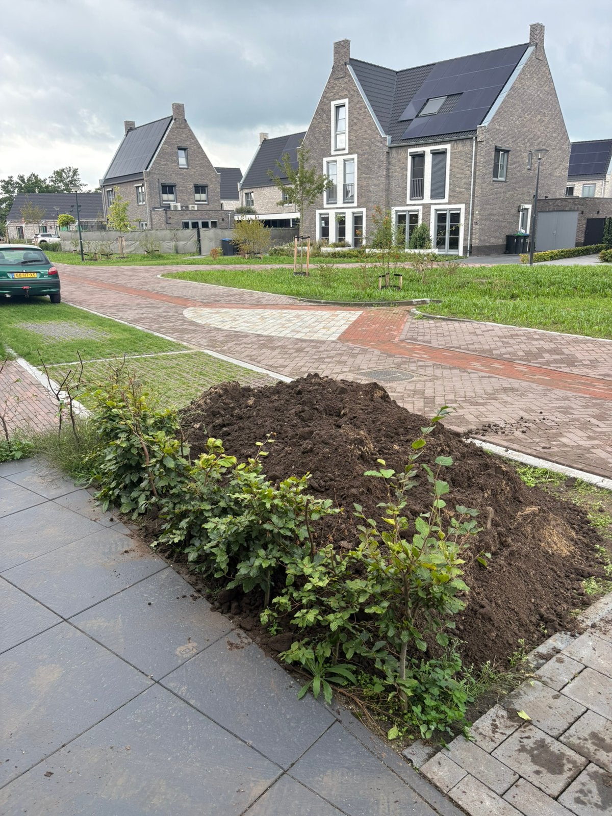 GRATIS zwart zand grond.Ophalen Uden, Ophalen, Laurier, 100 tot 250 cm