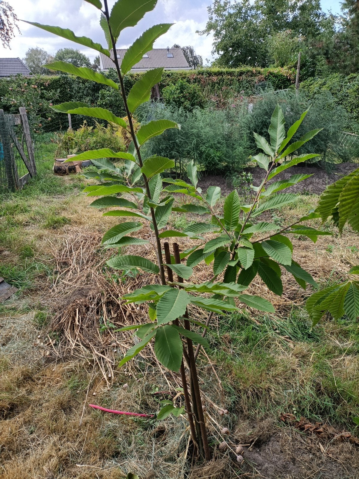 Tamme Kastanje boom - 200 cm, verplantbaar in  Maashorst, Ophalen, Volle zon, Vaste plant, Zomer