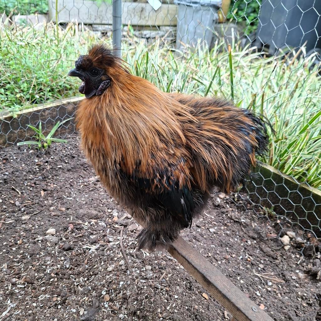Gratis zijdehoen haan 1 jaar, Dieren en Toebehoren, Pluimvee, Mannelijk, Kip