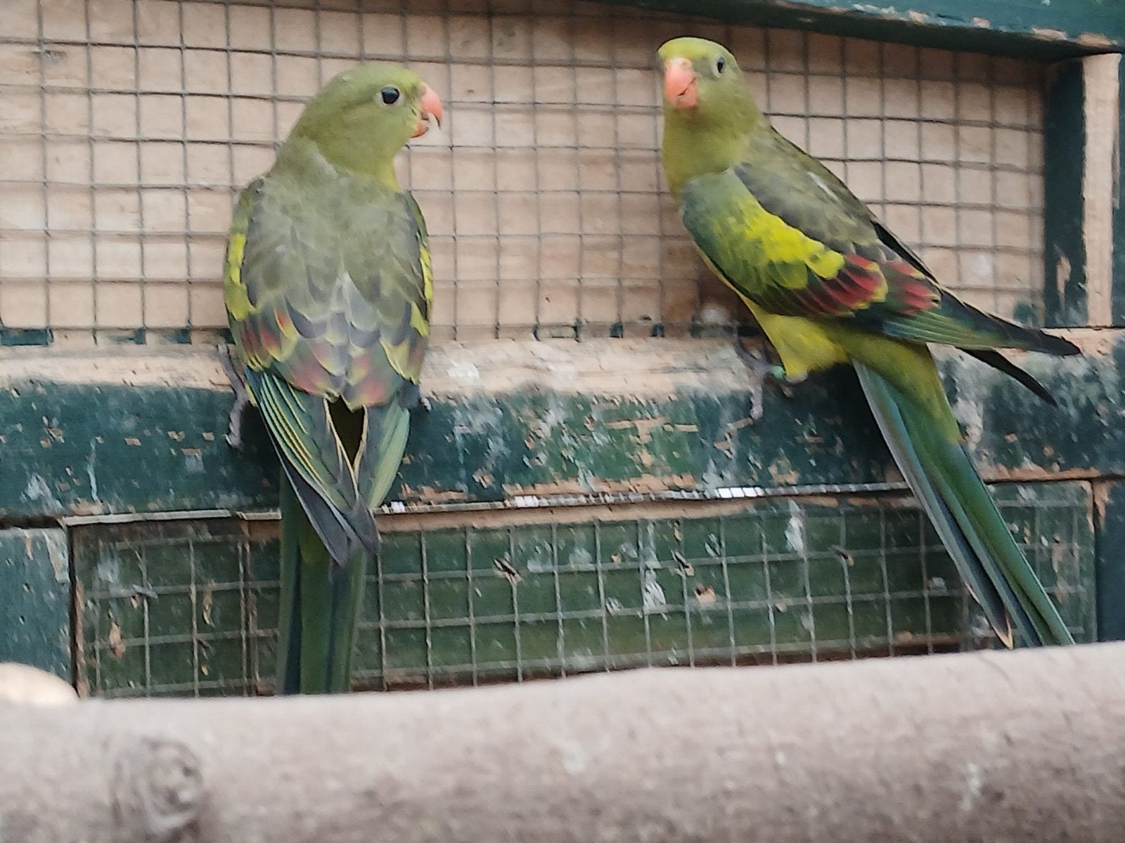 Te koop: Bergparkieten, Dieren en Toebehoren, Vogels | Parkieten en Papegaaien, Geslacht onbekend, Parkiet, Geringd