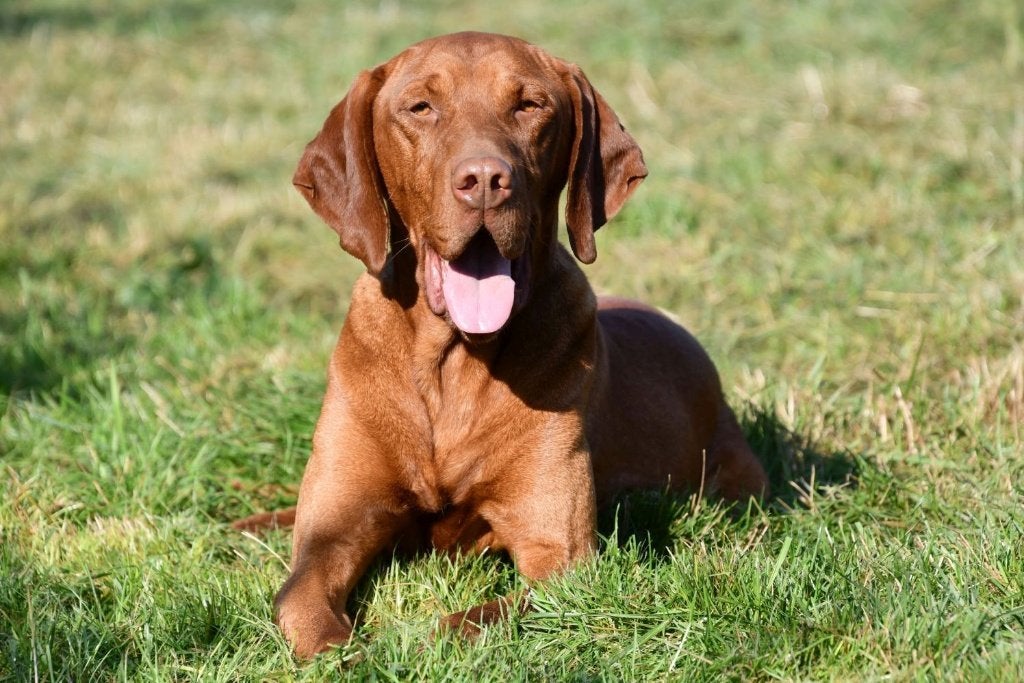 Vizsla dekreu, 6 jaar of ouder, Reu, Buitenland, Parvo