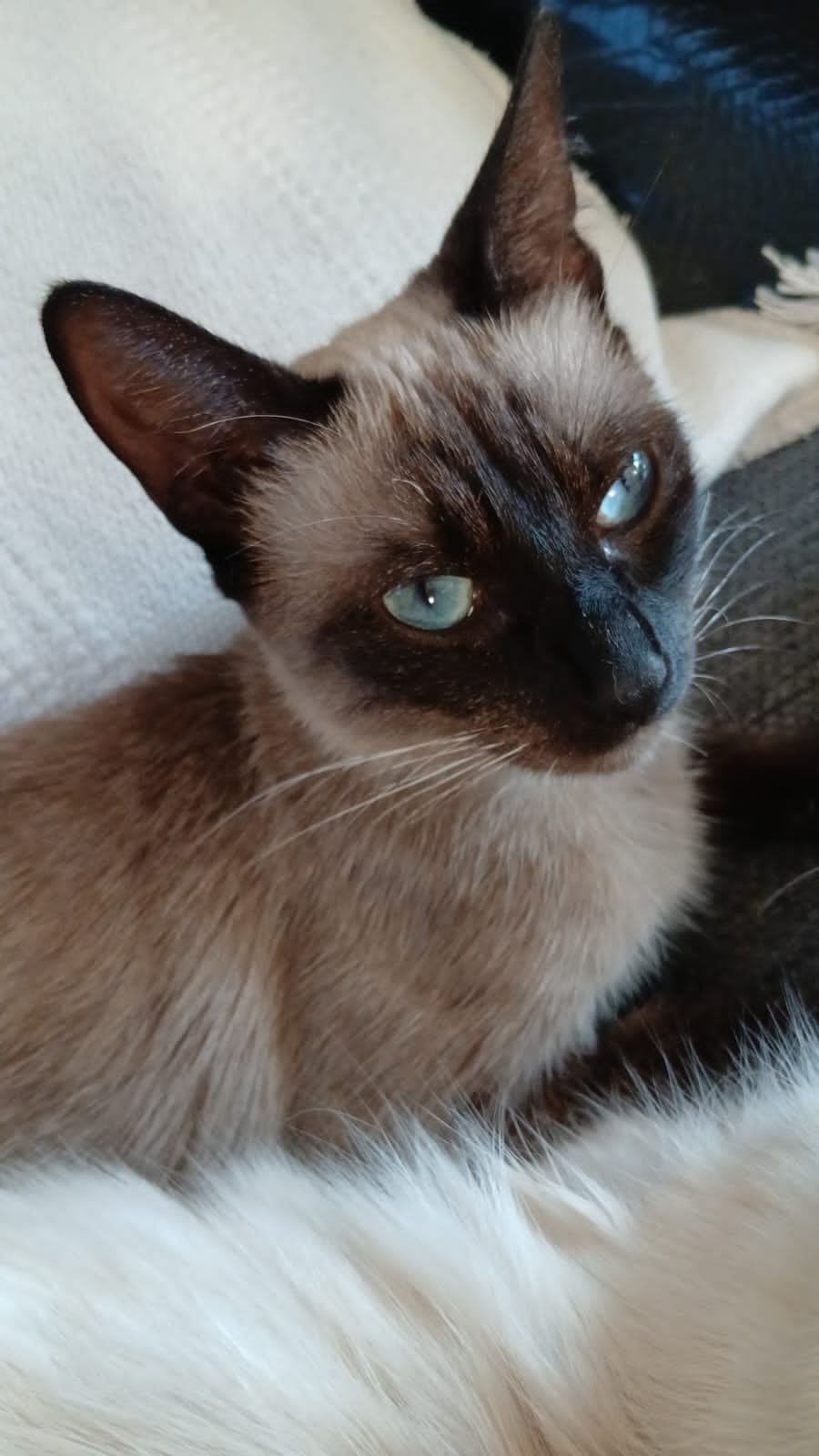 Ras Thais Siamees poes 15 maanden jong, Dieren en Toebehoren, Katten en Kittens | Raskatten | Langhaar, Poes, Ontwormd, 0 tot 2 jaar