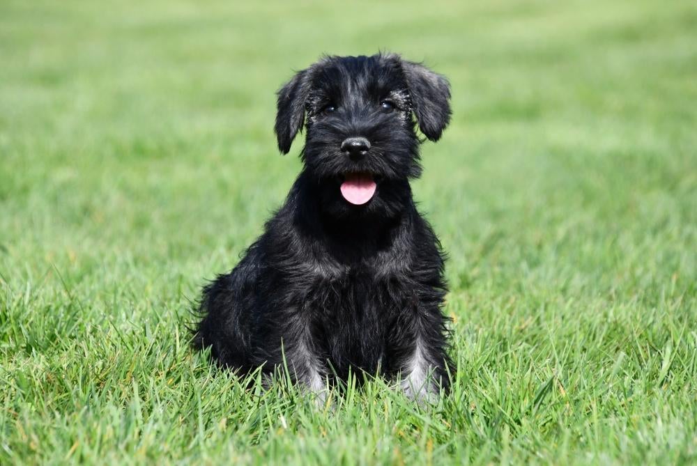 Dwergschnauzer pups te koop, Dieren en Toebehoren, Honden | Bulldogs, Pinschers en Molossers, 15 weken tot 1 jaar, Buitenland