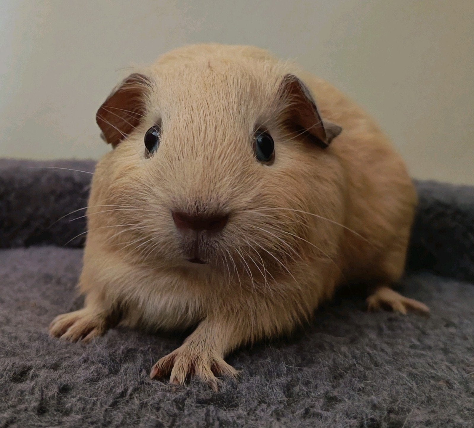 Crème california choco zeugje, Mei, Vrouwelijk, Cavia