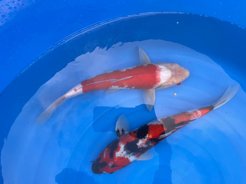 Kois 35/40 cm, Dieren en Toebehoren, Karper of Koi