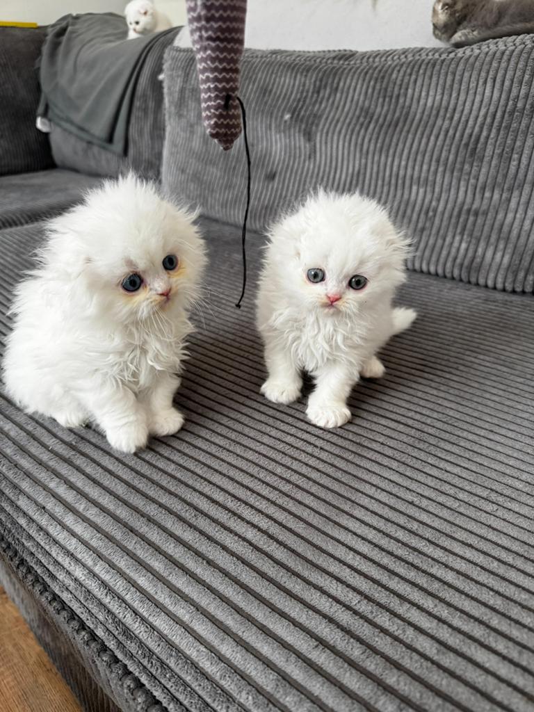 4 katten te koop.