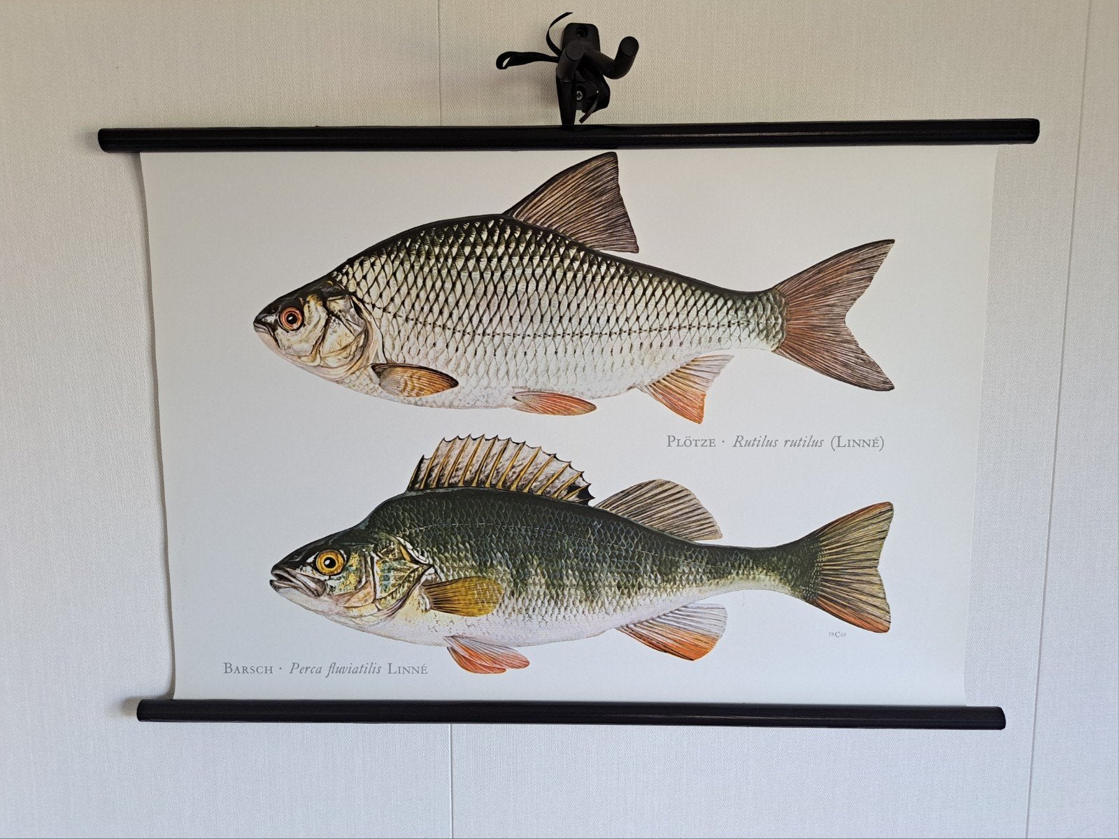 Vintage schoolposter vissen op linnen - ca. 40 jaar oud, Ophalen of Verzenden, Natuur en Biologie