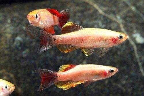 Tanichthys albonubes Gold (chinese danio gold), Vis, Zoetwatervis, Schoolvis