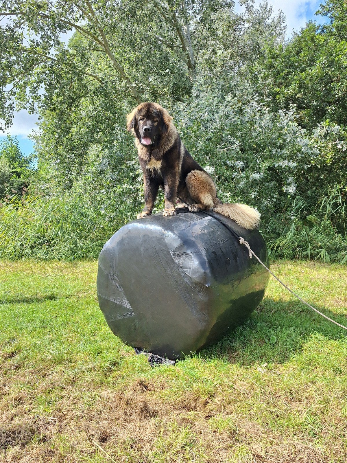 Waakhond,terreinhond, reu, kaukasische owcharka, Particulier, 15 weken tot 1 jaar, Buitenland, Parvo