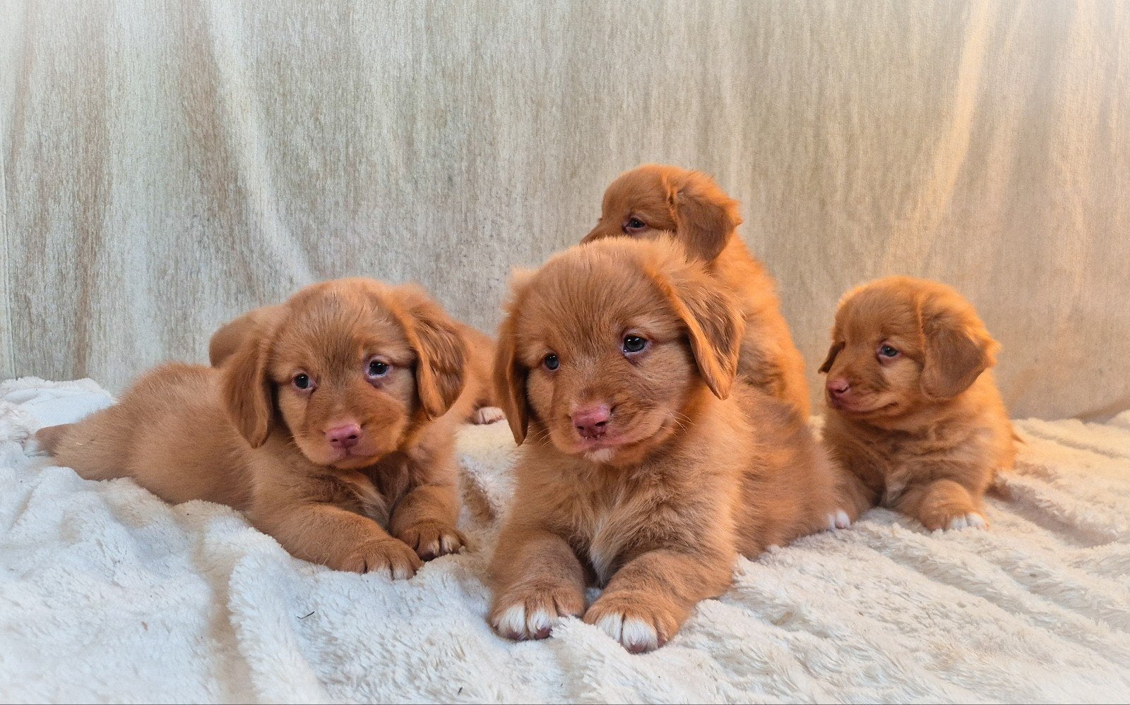 Super lieve, enthousiaste Toller pups!, Parvo, Overige rassen, 8 tot 15 weken, Meerdere