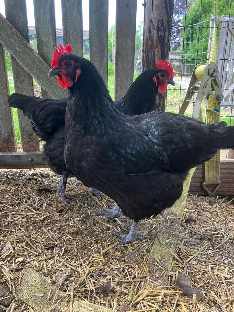 Zwarte Australorp broedeieren, Dieren en Toebehoren, Pluimvee, Geslacht onbekend, Kip