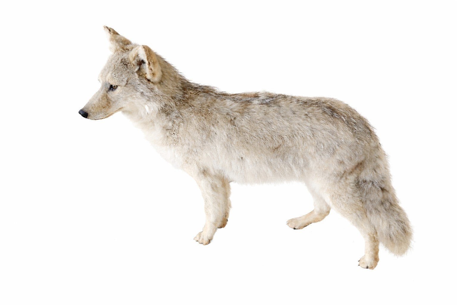 Opgezette coyote, Ophalen, Zo goed als nieuw, Vogel, Opgezet dier