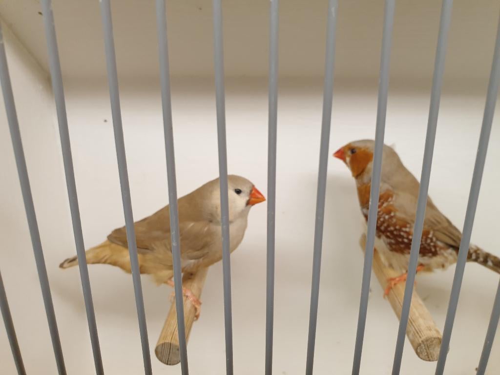 Mooie grote koppel zebravinken oranjeborst TT klassen, Dieren en Toebehoren, Vogels | Overige Vogels, Meerdere dieren, Tropenvogel
