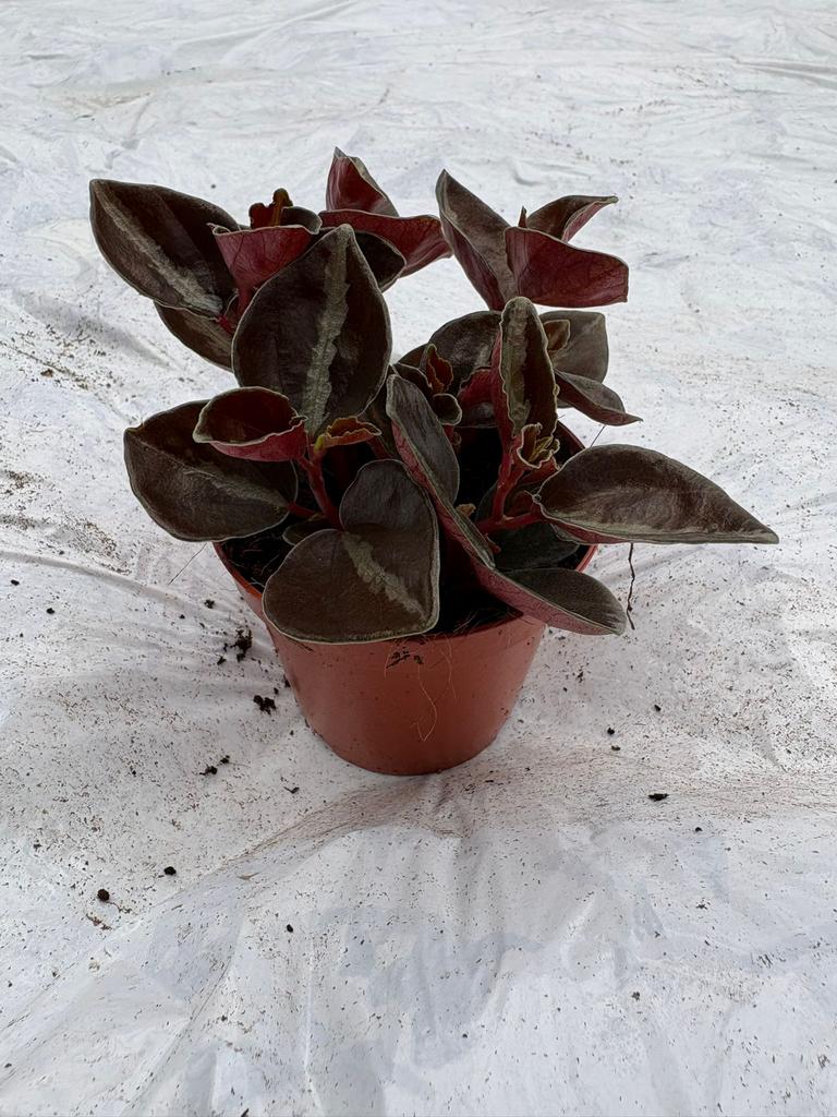 Peperomia Metallica, Huis en Inrichting, Kamerplanten, Ophalen of Verzenden, Halfschaduw, Minder dan 100 cm