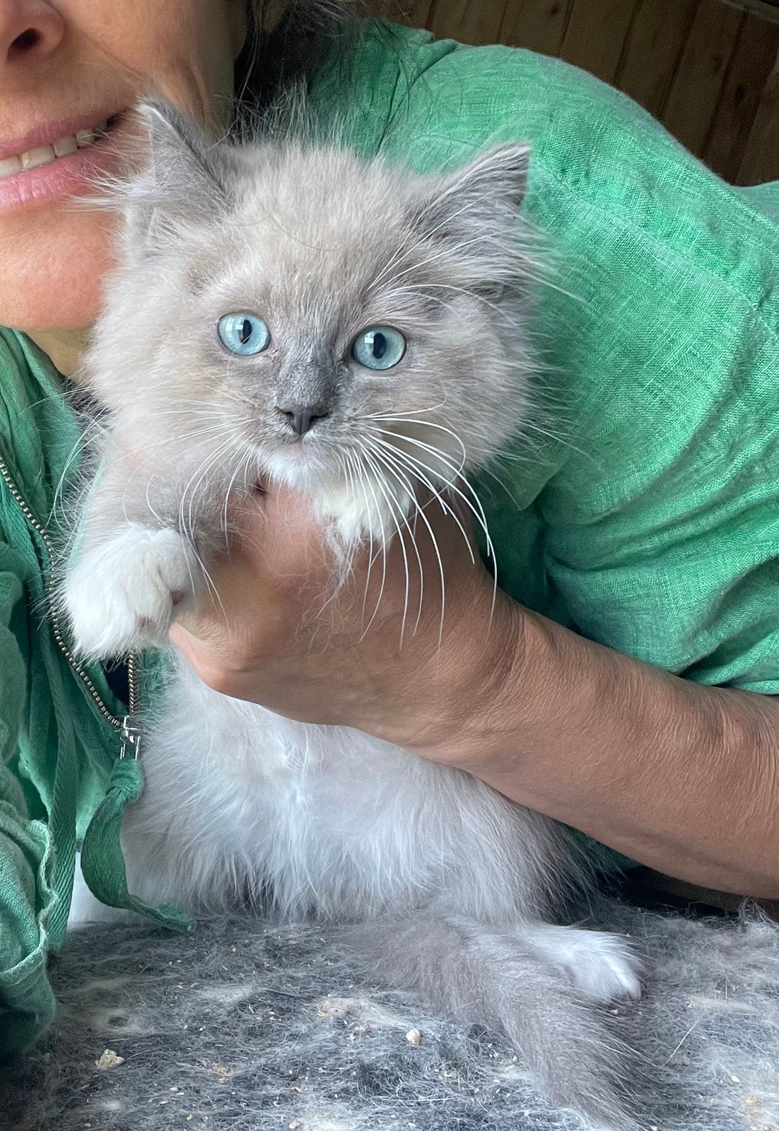 Prachtiche ragdoll kittens, Kater, Gechipt