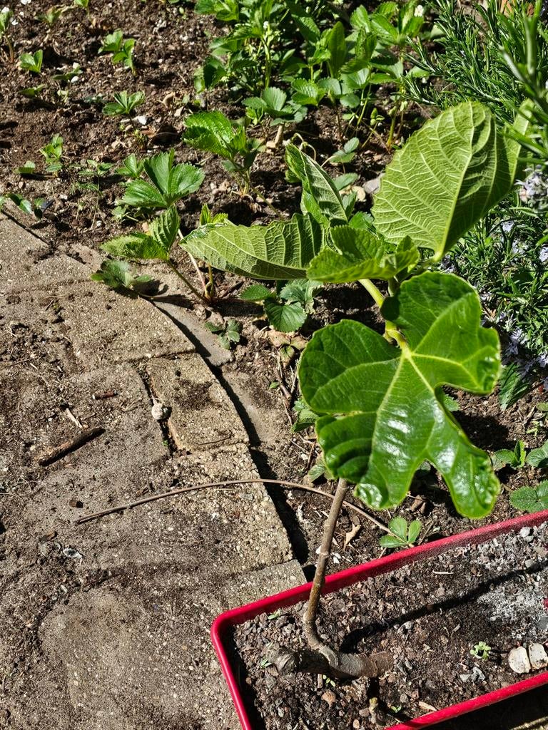 Vijgenboompje, Ophalen, Overige soorten, Zomer