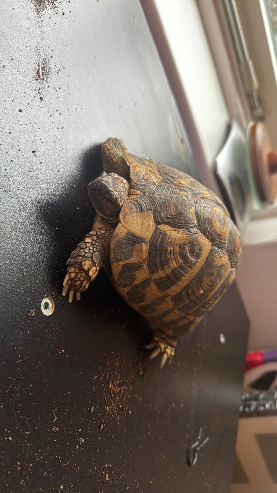 Testudo Hermanni Hermanni vrouw (2014), Dieren en Toebehoren, Schildpad, 11 jaar of ouder