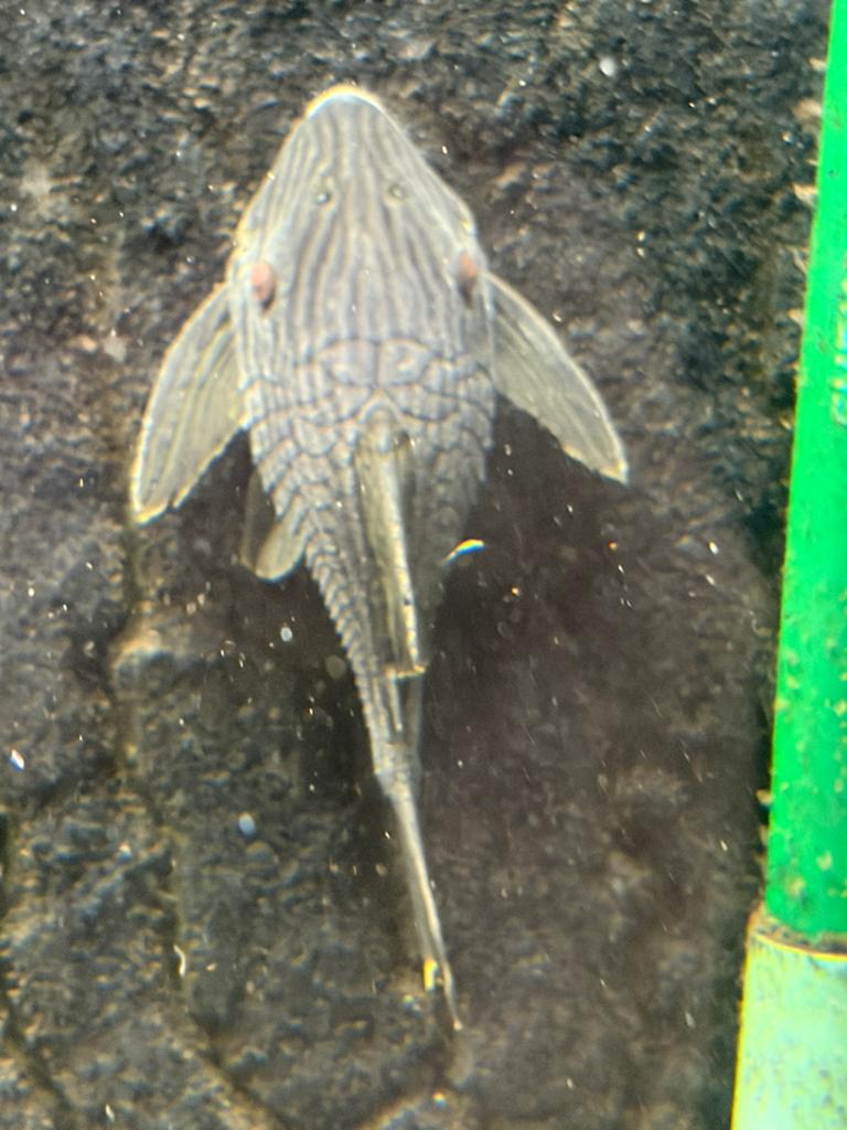 2x L190 Panaque Nigrolineatus 20cm, Dieren en Toebehoren, Vissen | Aquariumvissen, Vis