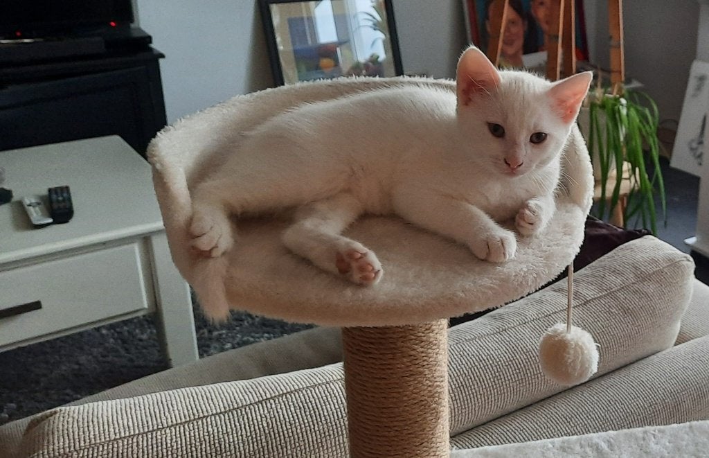 kitten, Dieren en Toebehoren, Poes, Ontwormd, 0 tot 2 jaar