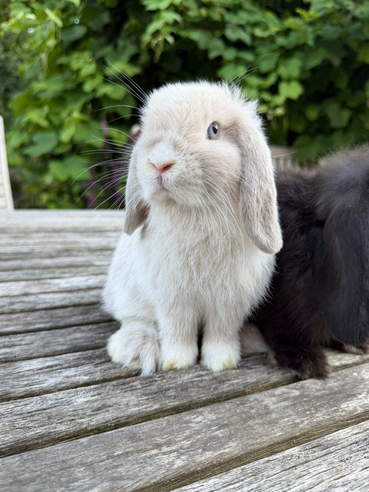 Super leuk Minilop koppeltje -> klaar om te verhuizen, Dieren en Toebehoren, Konijnen, Meerdere dieren, Dwerg, Hangoor, 0 tot 2 jaar