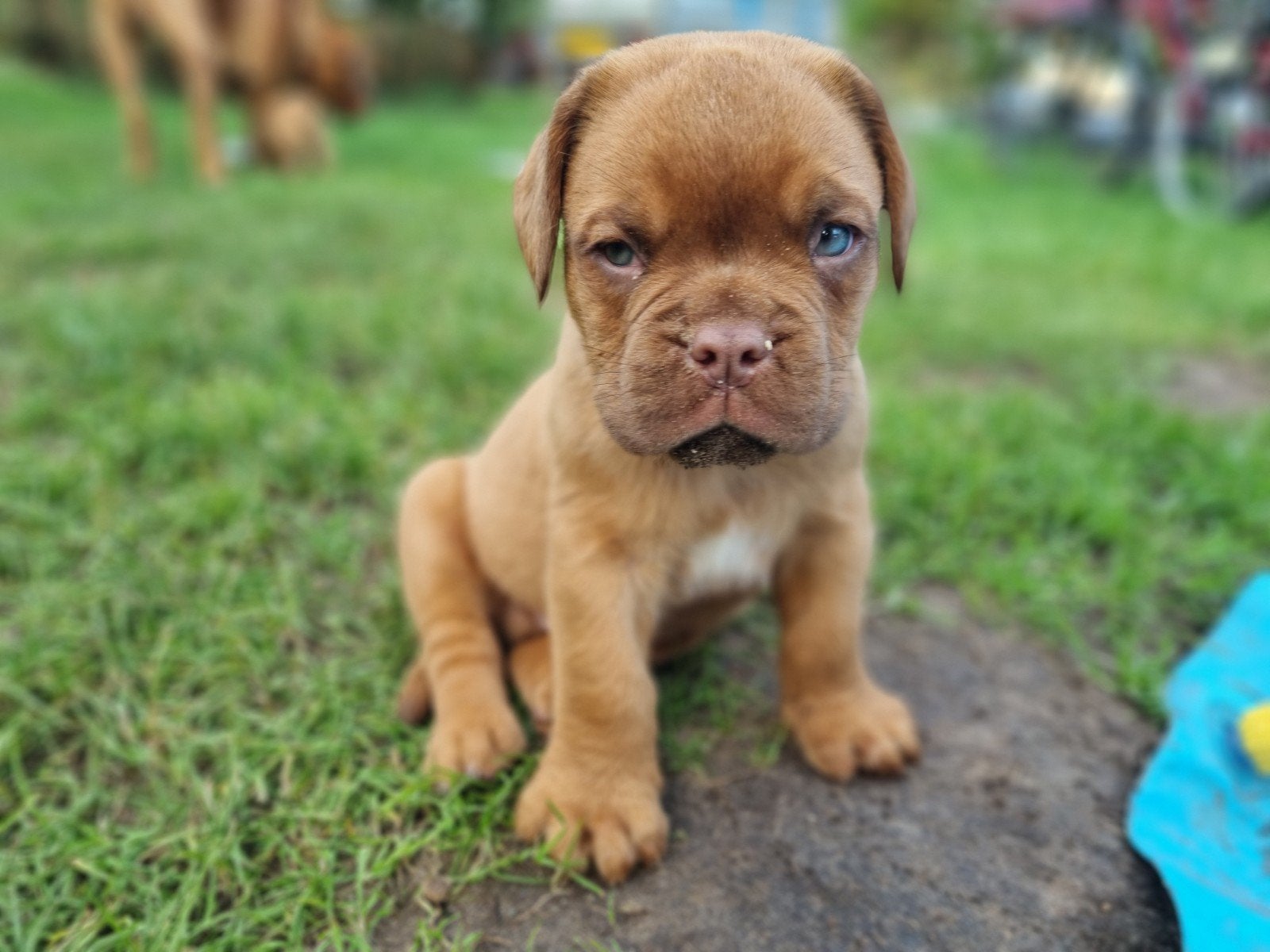 mooie Bordeauxdog pups, Dieren en Toebehoren, 8 tot 15 weken, Bulldog, Meerdere, Meerdere dieren