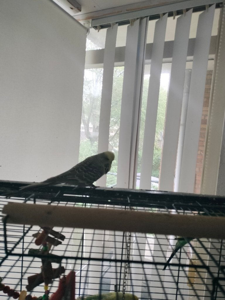 Te koop gevraagd engelse grasparkieten, Dieren en Toebehoren, Vogels | Parkieten en Papegaaien, Meerdere dieren, Parkiet