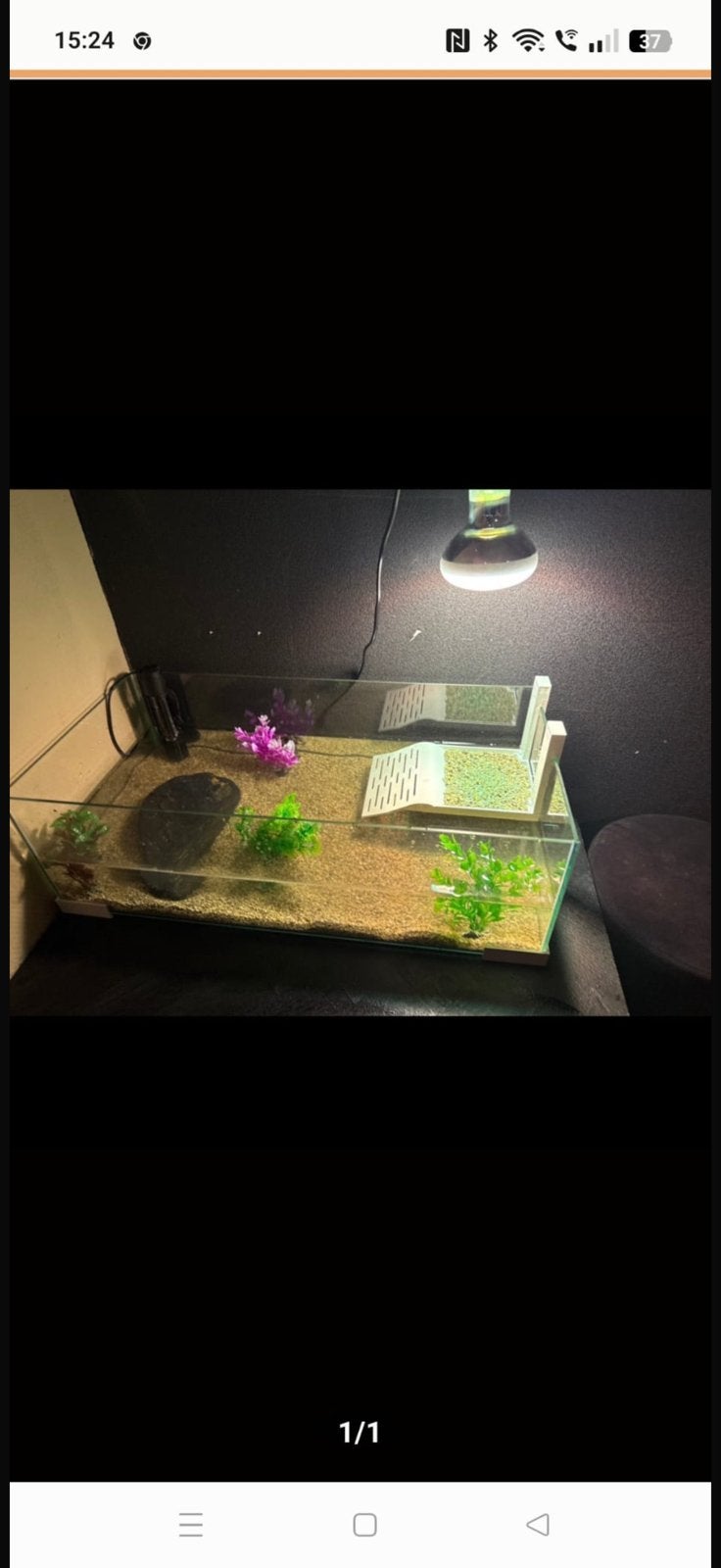 3 muskusschildpadden met terrarium, Dieren en Toebehoren, Reptielen en Amfibieën, Schildpad, Met terrarium, 0 tot 2 jaar