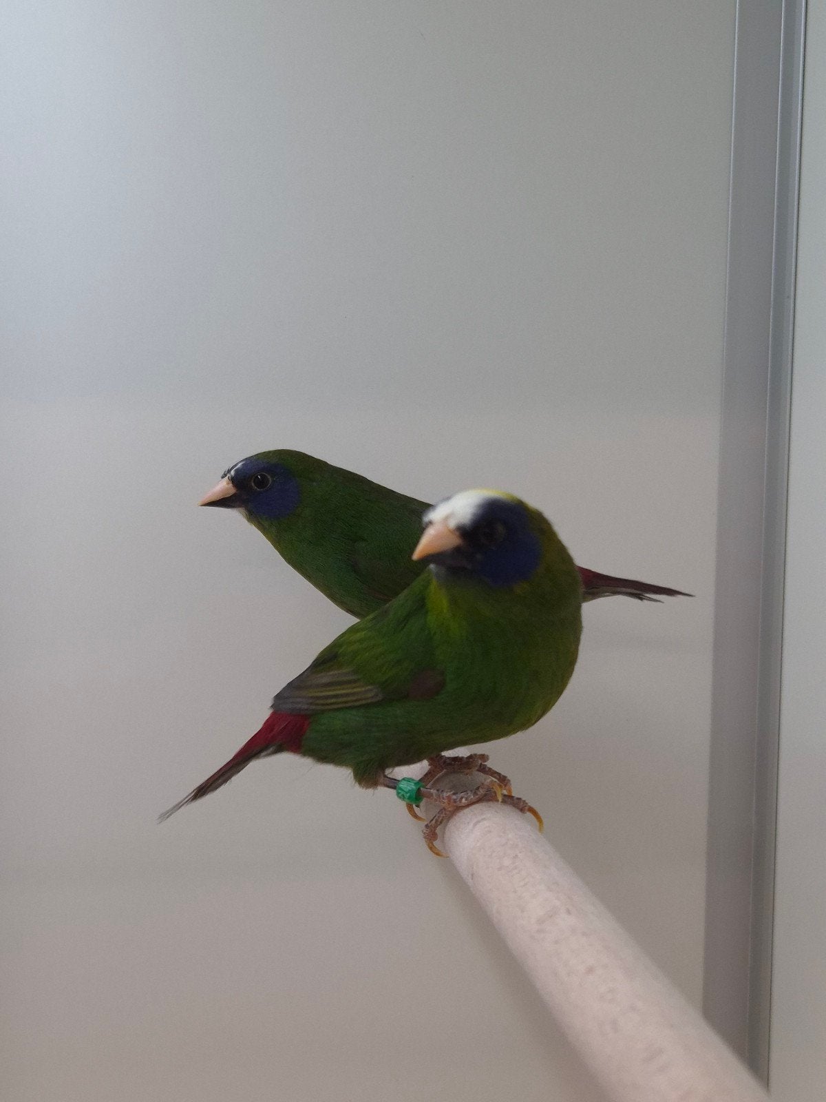 1-1 Driekleur papagaai amadines, Dieren en Toebehoren, Meerdere dieren, Tropenvogel, Geringd