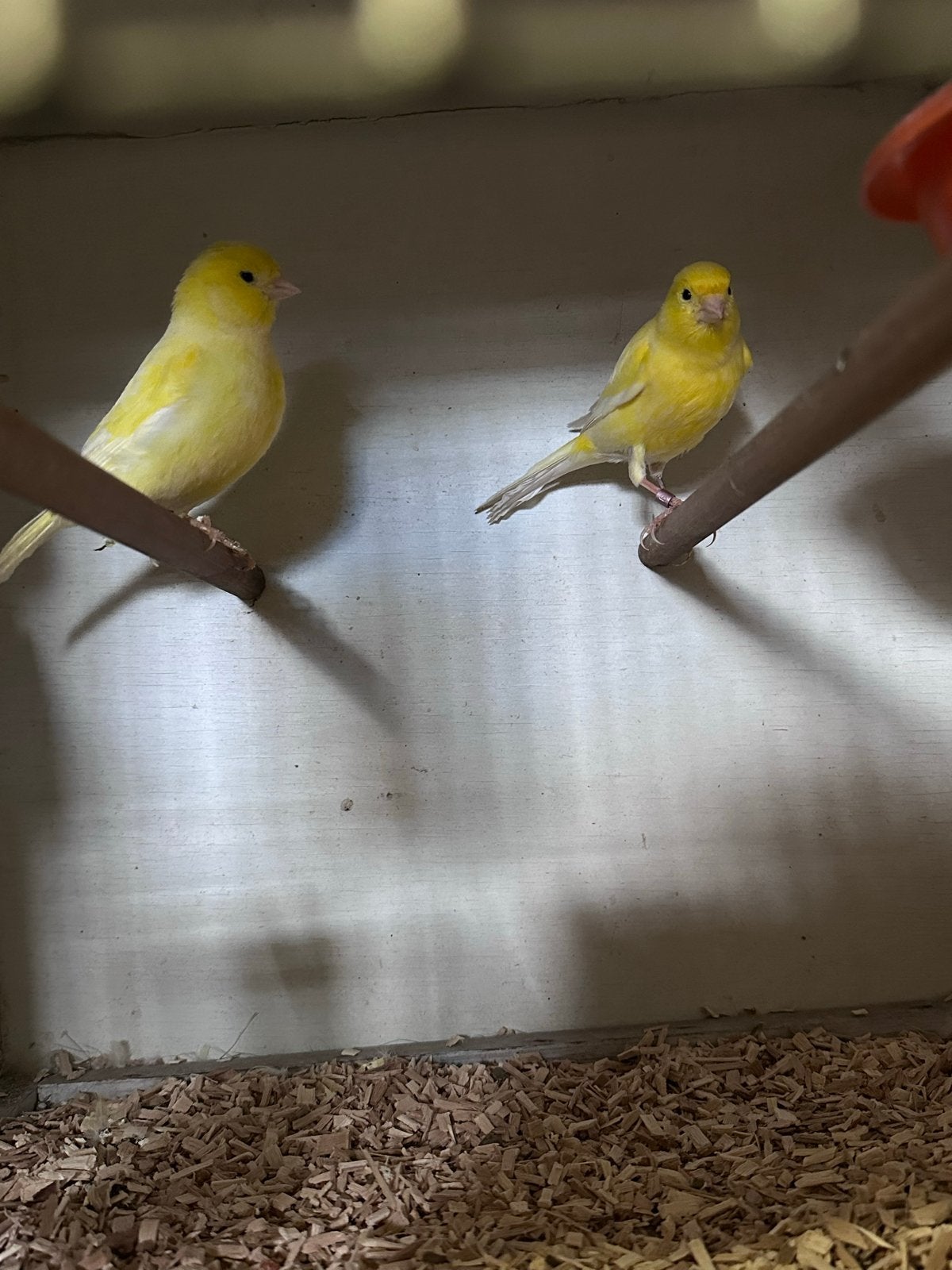 Mooi Koppel Gele Kanaries, Dieren en Toebehoren, Vogels | Kanaries