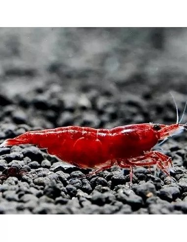 Neo caridina garnalen knalrood, Kreeft, Krab of Garnaal