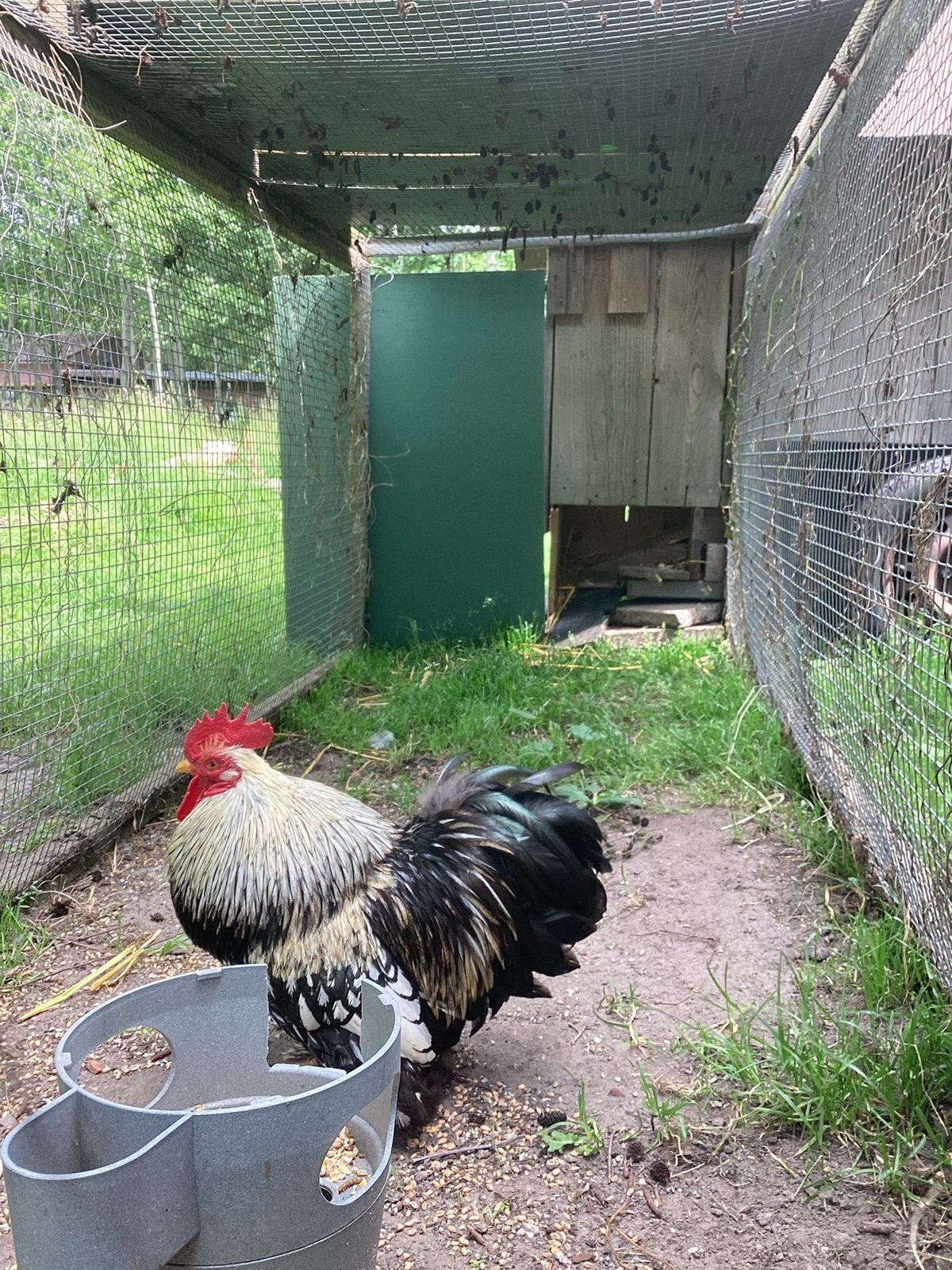 Waakse 100% Krielkip Haan, Dieren en Toebehoren, Pluimvee, Mannelijk, Kip
