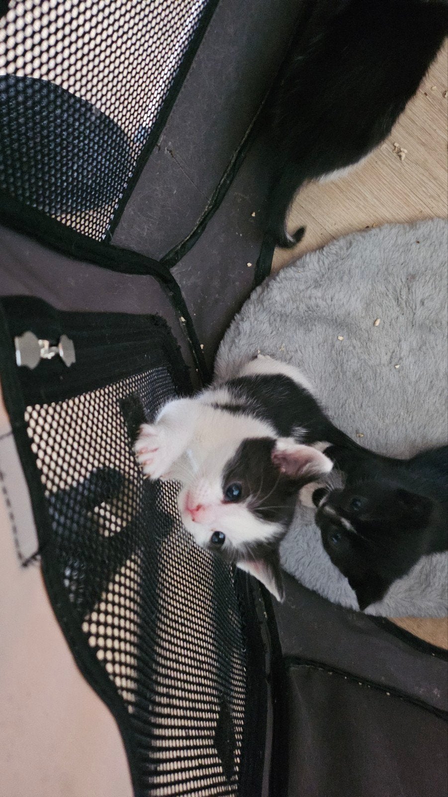 Kittens