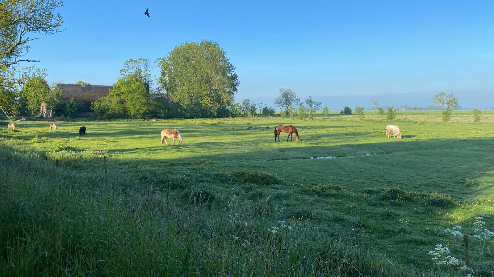 Gezocht braaf (spring)paard, Dieren en Toebehoren, Paarden, Meerdere dieren