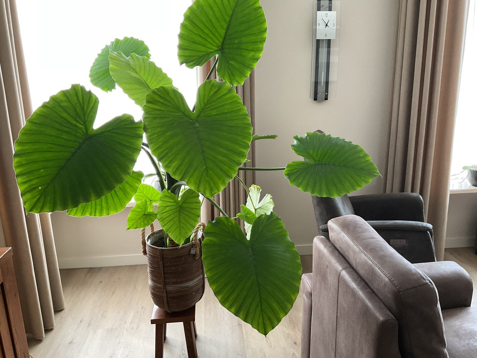 Prachtige grote Alocasia/ olifantsoor in pot, Huis en Inrichting, Ophalen, In pot, Halfschaduw, 150 tot 200 cm