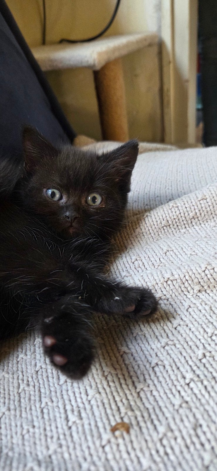Mooie britse korthaar kittens, Dieren en Toebehoren, Katten en Kittens | Raskatten | Korthaar, Kater, 0 tot 2 jaar