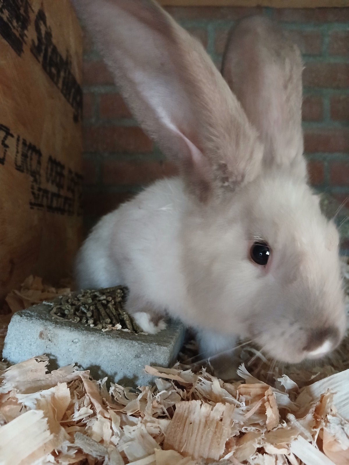 vlaamse reus ram 12 weken, Dieren en Toebehoren, Mannelijk, Groot