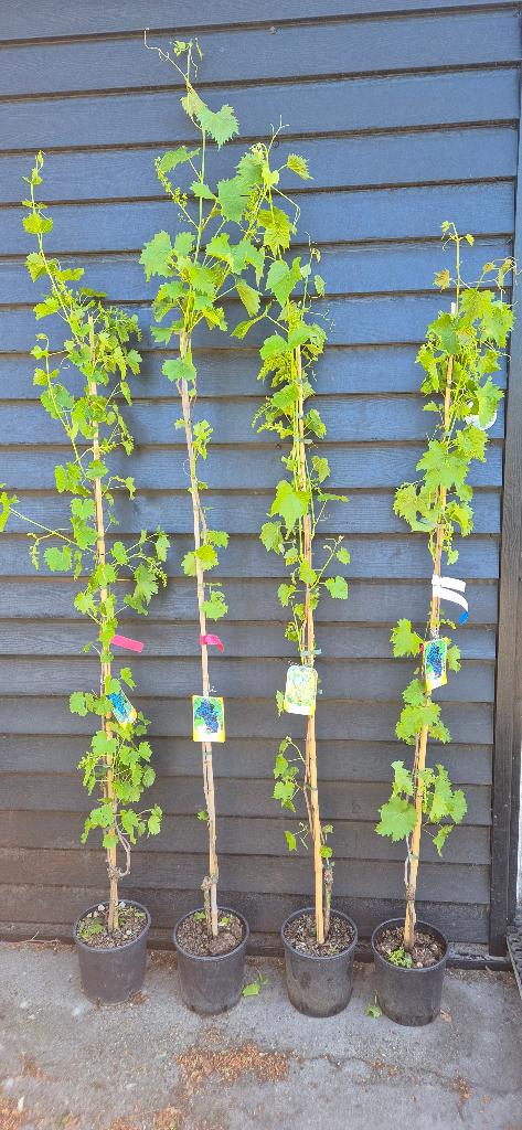 Druiven in soorten, Ophalen, 100 tot 250 cm, Overige soorten, Lente