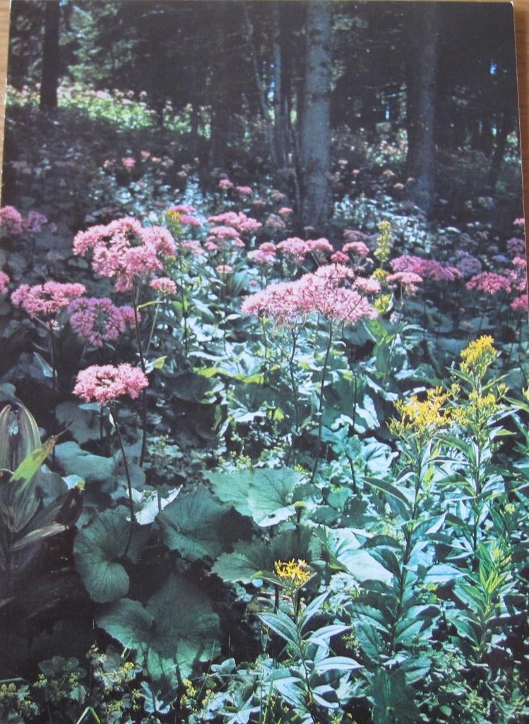 Grauwe Klierstijl - Alpenbloem op nieuwe ansichtkaart, Verzenden, 1980 tot heden, Ongelopen, Natuur