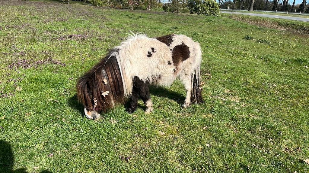 Makke zwart/ bruin bonte hengst! Bont fokken!!, Merrie, M, Gechipt, A pony (tot 1.17m)