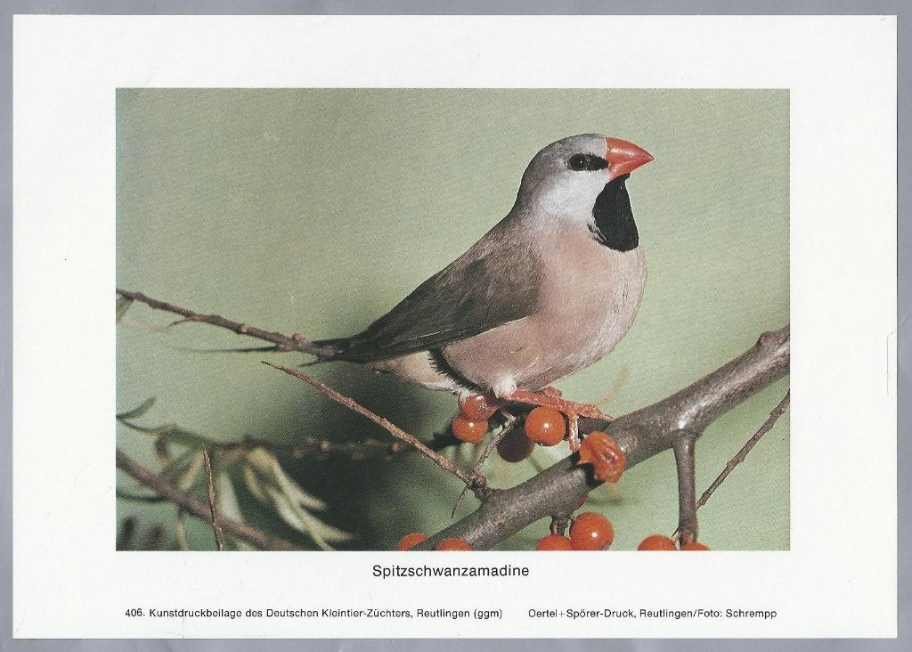 Spitzschwanzamadine - Kunstdruk van een vogel, Gebruikt, Ophalen of Verzenden, Voor 1940, Dier