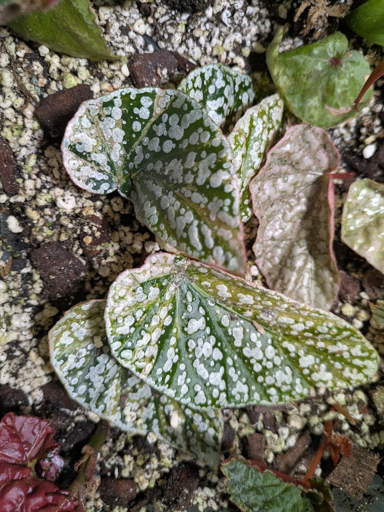 Begonia Snowcapped variegata stek, Ophalen of Verzenden, Halfschaduw, Minder dan 100 cm