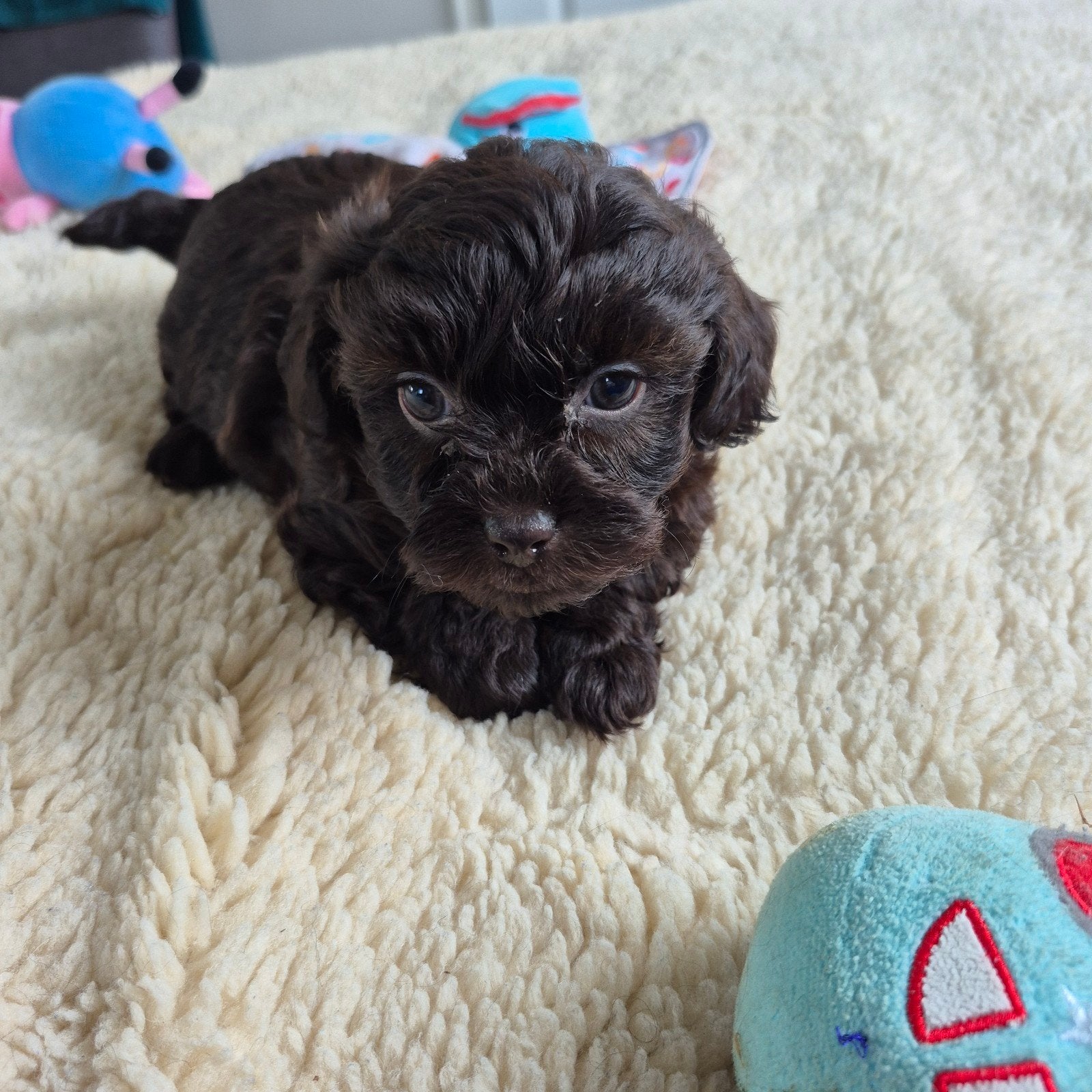 Lieve mini boompoo 🩵 8 weken, Dieren en Toebehoren, Honden | Chihuahua's en Gezelschapshonden, Parvo, Overige rassen, 8 tot 15 weken