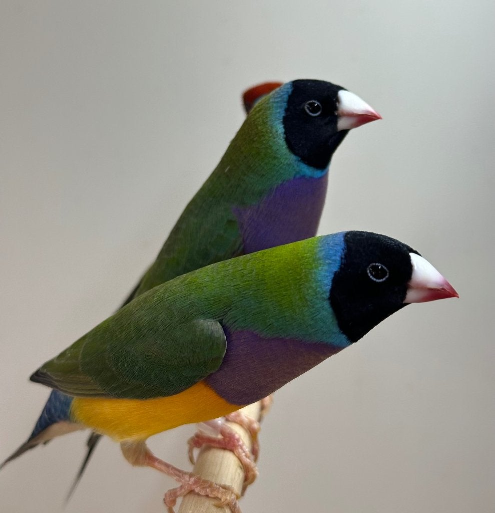 Gouldamadine koppels, Mannelijk