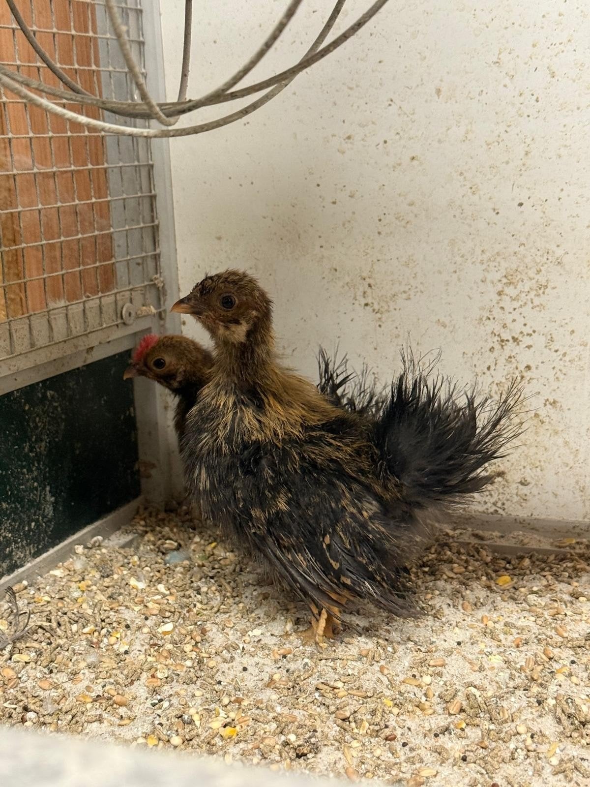 4 serama kippen, Dieren en Toebehoren, Pluimvee, Meerdere dieren, Kip