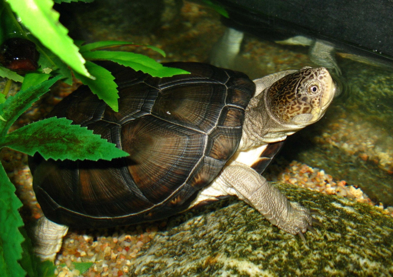 Gezocht: Afrikaanse doosschildpad, Dieren en Toebehoren, Schildpad, 3 tot 6 jaar