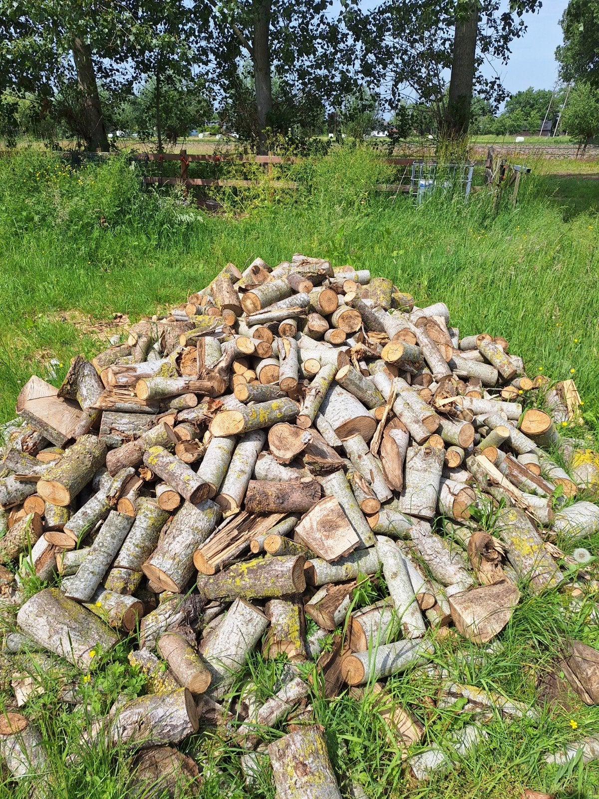 Ca. 5m³ populierenhout gezaagd, Tuin en Terras, Haardhout, 3 tot 6 m³, Ophalen of Verzenden, Overige houtsoorten, Blokken