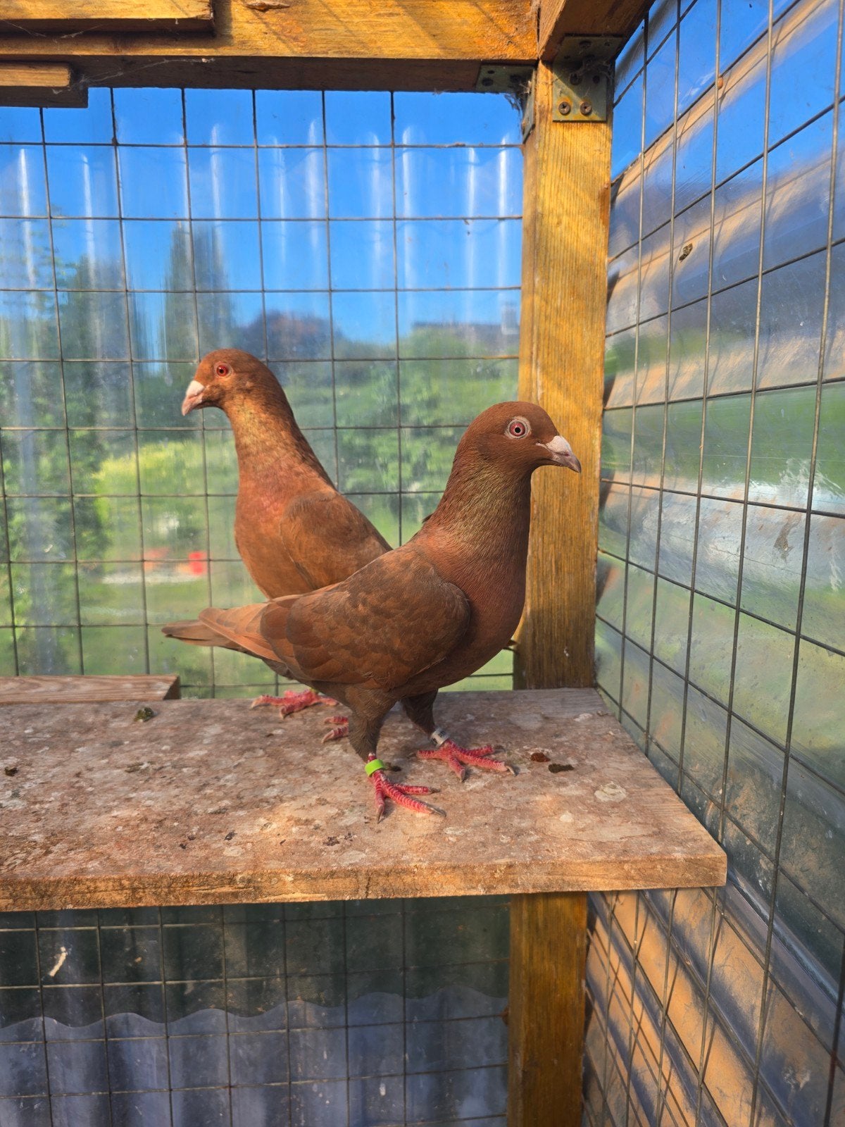 Amber postduiven duiven te koop, Dieren en Toebehoren
