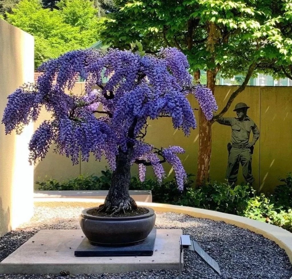 Purple Rain Bonsai Zaadjes, winterhard, Verzenden, Halfschaduw, Zaad